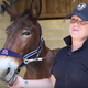 Image for article titled Wallace, The Good And Humble Mule, Defeats Fancy Dressage Horses At Their Own Game